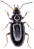 Tachyura sexstriata